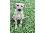 Adopt SUSIE a Black Mouth Cur, Mixed Breed