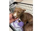 Adopt EMERALD a Pit Bull Terrier, Mixed Breed