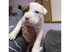 Adopt Faraday a Pit Bull Terrier