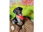 Adopt Maisey a German Shorthaired Pointer
