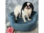 Adopt Tami (Bonded with Sango) a Japanese Chin