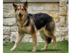 Adopt Luna a German Shepherd Dog