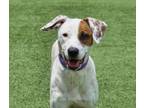 Adopt Springs a Pointer, Mixed Breed