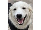 Adopt Polly Pocket Pyr ATX fka Little Mama a Great Pyrenees