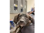 Adopt Frankie a Rottweiler, Labrador Retriever