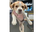 Adopt Daphne a Retriever, Great Pyrenees