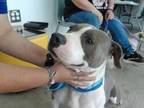 Adopt Pepper a Pit Bull Terrier, Mixed Breed