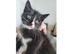 Adopt Olive Oil a Domestic Short Hair