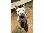 Adopt 55896536 a Pit Bull Terrier, Mixed Breed