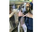 Adopt 55894173 a German Shepherd Dog, Mixed Breed