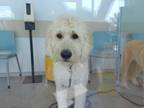 Adopt whiskey a Standard Poodle, Mixed Breed
