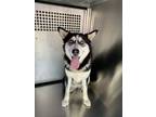 Adopt Maggie a Husky, Mixed Breed