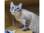 Adopt Laia a Siamese, Domestic Short Hair