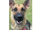 Adopt 55894162 a German Shepherd Dog, Mixed Breed