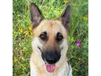 Adopt 55894202 a German Shepherd Dog, Mixed Breed