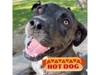 Adopt Maybelle a Catahoula Leopard Dog, Mixed Breed