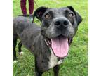 Adopt Maybelle a Catahoula Leopard Dog, Mixed Breed