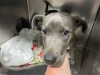 Adopt MAYLEE a Blue Lacy, Mixed Breed