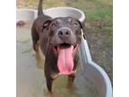 Adopt 55861050 a Blue Lacy, Mixed Breed