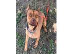 Adopt HARRIET a Pit Bull Terrier, Mixed Breed