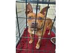 Adopt HARRIET a Pit Bull Terrier, Mixed Breed