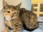 Adopt GAMORA a Domestic Short Hair