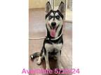 Adopt Dog Kennel #24 a Husky, Mixed Breed