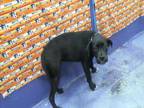 Adopt A1938717 a Labrador Retriever, Mixed Breed