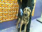 Adopt JULIE a German Shepherd Dog, Mixed Breed