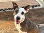 Adopt IVONNE a Staffordshire Bull Terrier, Mixed Breed