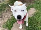 Adopt LOUISE a Staffordshire Bull Terrier, Mixed Breed