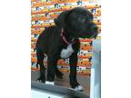 Adopt ARIEL a Staffordshire Bull Terrier, Mixed Breed