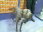 Adopt STAR a Staffordshire Bull Terrier, Mixed Breed