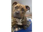 Adopt PIGGY a Staffordshire Bull Terrier, Mixed Breed