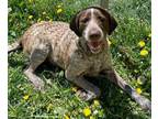 Adopt CURLY a German Wirehaired Pointer