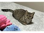 Adopt SAILOR a Domestic Short Hair