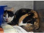 Adopt WHITNEY a Domestic Short Hair