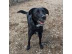 Adopt Roxy a Labrador Retriever, Border Collie