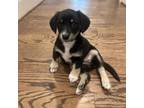 Adopt Pippin Pup: Poppy a Dachshund