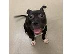 Adopt Aaliyah a American Staffordshire Terrier
