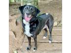 Adopt Molly Pocket a Black Labrador Retriever, Border Collie
