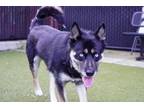 Adopt Bellweather a Husky, Mixed Breed