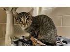 Adopt Wobbles a Domestic Short Hair