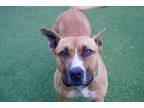 Adopt Pixel a American Staffordshire Terrier, Mixed Breed