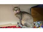 Adopt Whiskers a Domestic Short Hair