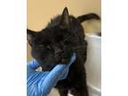 Adopt Eloise a Domestic Short Hair