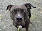 Adopt JOSIE a Pit Bull Terrier