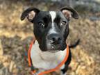Adopt FENDI a Pit Bull Terrier, Mixed Breed