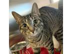 Adopt Virginia a Domestic Short Hair