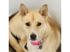 Adopt Precious a Shepherd, Mixed Breed